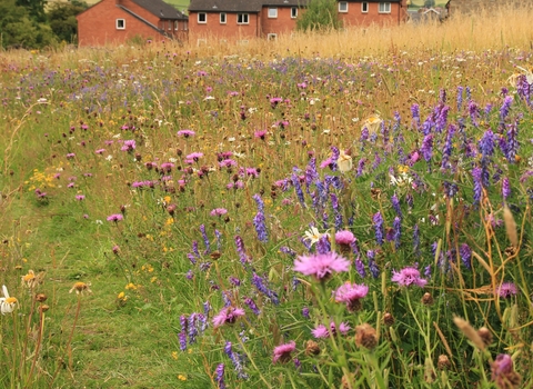 Wildflower meadow with a row of houses in the background and fields