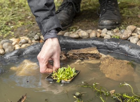 An unknown person is putting an aquatic plant in a small pond that has been built