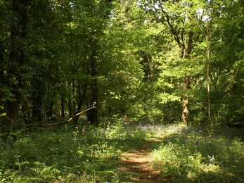 Lady's Wood | Devon Wildlife Trust