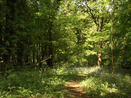 Lady's Wood | Devon Wildlife Trust