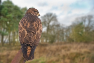 Common buzzard