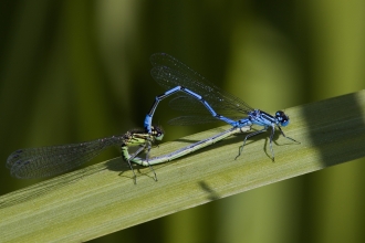 Male and female southern damselflies mate on a reed 
