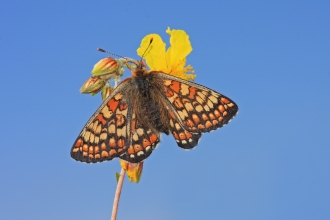 Marsh fritillary butterfly on flower