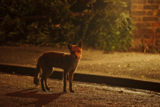 Discover wildlife in Devon | Devon Wildlife Trust