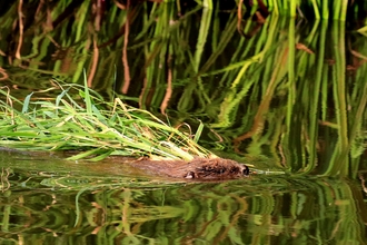 Beaver swimming in the River Otter