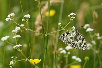 Marbled white butterfly