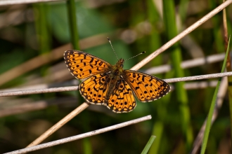 Small pearl-bordered fritillary resting on a grass