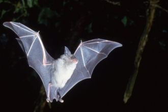 Greater horseshoe bat in flight