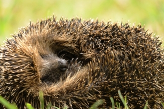 Hedgehog in a ball