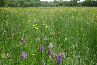 Culm grassland