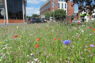 urban wildflowers