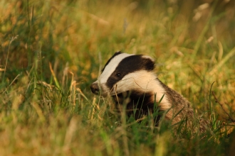 badger