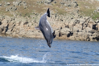 Dolphin leaping