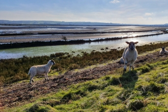 Horsey Island