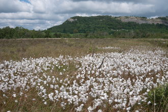 Raised bog