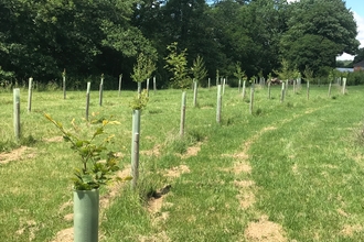 Row of newly planted trees