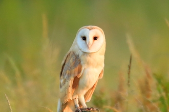 Barn Owl