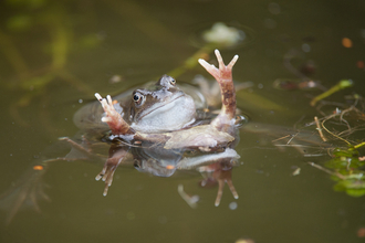 frog in pond Mark Hamblin