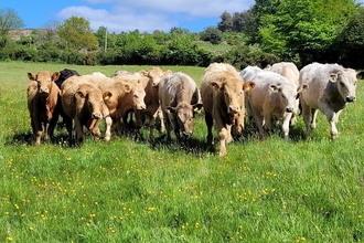 a group of cows in a field