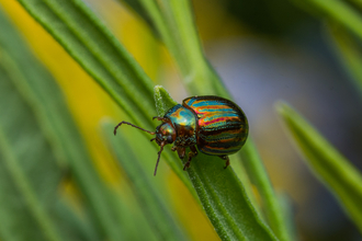 Beetles | Devon Wildlife Trust
