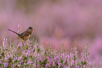 Dartford warbler among pink flowers, The Wildlife Trusts