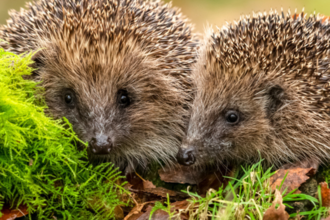 Two hedgehogs huddled behind moss