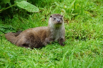 Otter sitting on grass