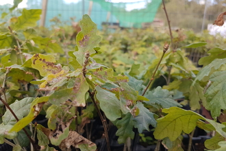 Oak saplings in a tree nursery