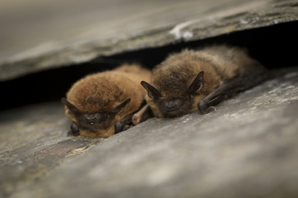 2 common pipistrelle bats 