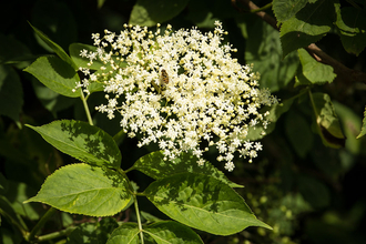 A picture of elderflower