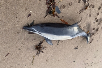 Dead common dolphin on sand