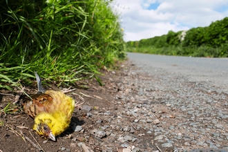 Dead yellowhammer at side of the road