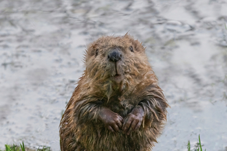 Young beaver standing on river bank, looking at camera