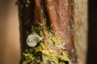 Brown hairstreak butterfly caterpillar (white spikey caterpillar) emerging from white egg