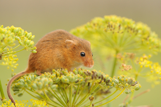 Harvest mouse