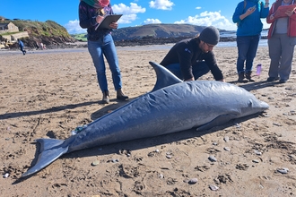 Dummy dolphin used for marine stranding training, lying on the sand with 4 volunteer trainees measuring and recording information