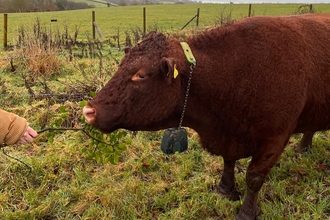 Brown cow with bell and thin collar around neck