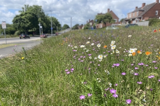 Wildflower border on road verge 