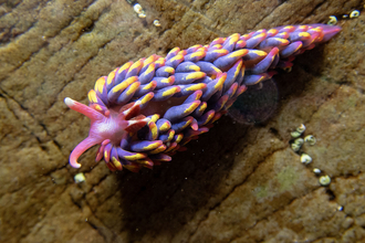 Purple, yellow and pink coloured sea slug on rock