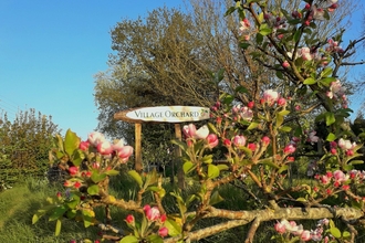 Sign with 'Village Orchard' written on it, surrounded by orchard trees in bloom