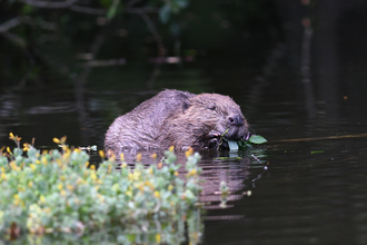 A beaver in a river with some foliage in the foreground