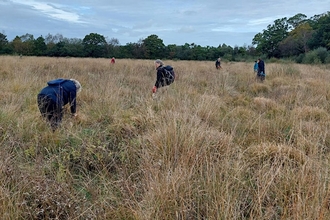 Several people search through a field for harvest mouse nests.