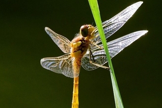 Barnstaple dragonfly