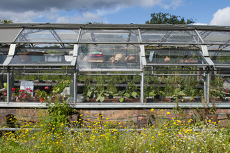 A greenhouse sat in an allotment surrounded by yellow flowers.