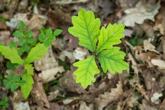 An oak sapling growing up from the ground.