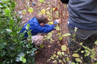 Coppicing