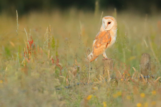 barn owl JonHawkins