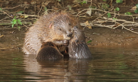 Two beaver kits and mother on the River Otter, Devon