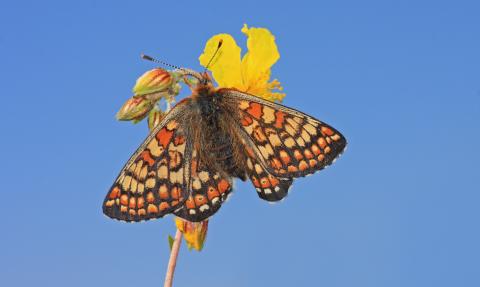 Marsh fritillary at Dunsdon nature reserve