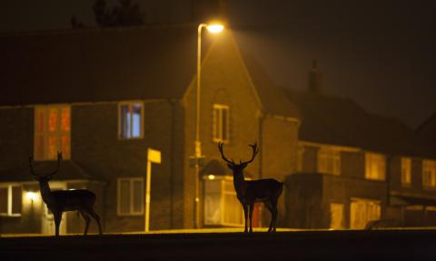 Fallow deer in an urban area